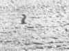bruce.jpg (9056 bytes)