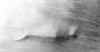 nessgray.jpg (16273 bytes)