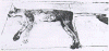 onza.gif (34757 bytes)