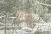 rillatiger.jpg (12768 bytes)