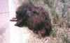 roadkill.jpg (52084 bytes)