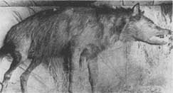 shunka.jpg (5491 bytes)