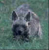 stripedhyena.jpg (4585 bytes)