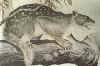 thylacoleo.jpg (20054 bytes)